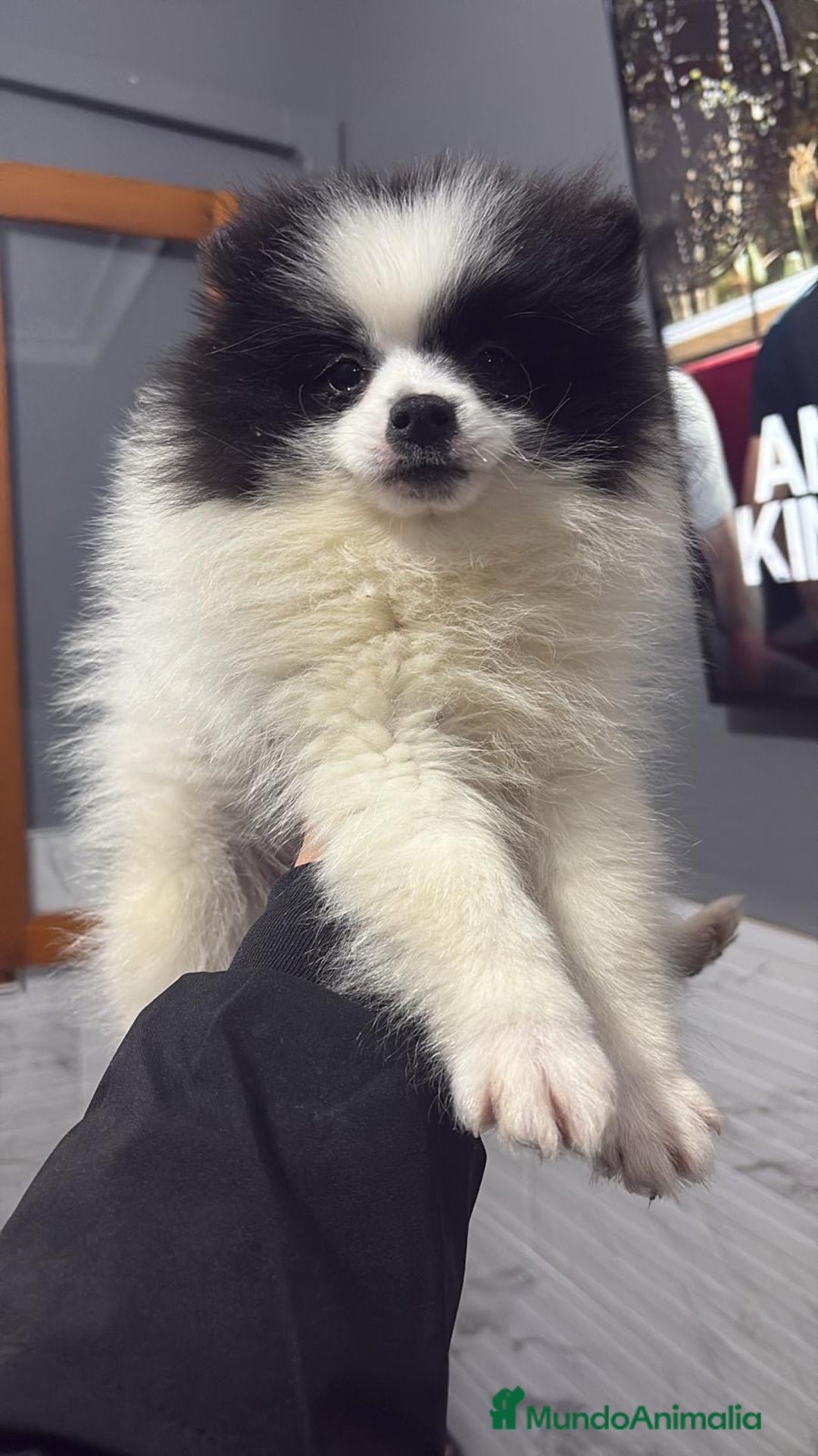 Pomerania perros en venta: Pomerania macho - Anuncio 2