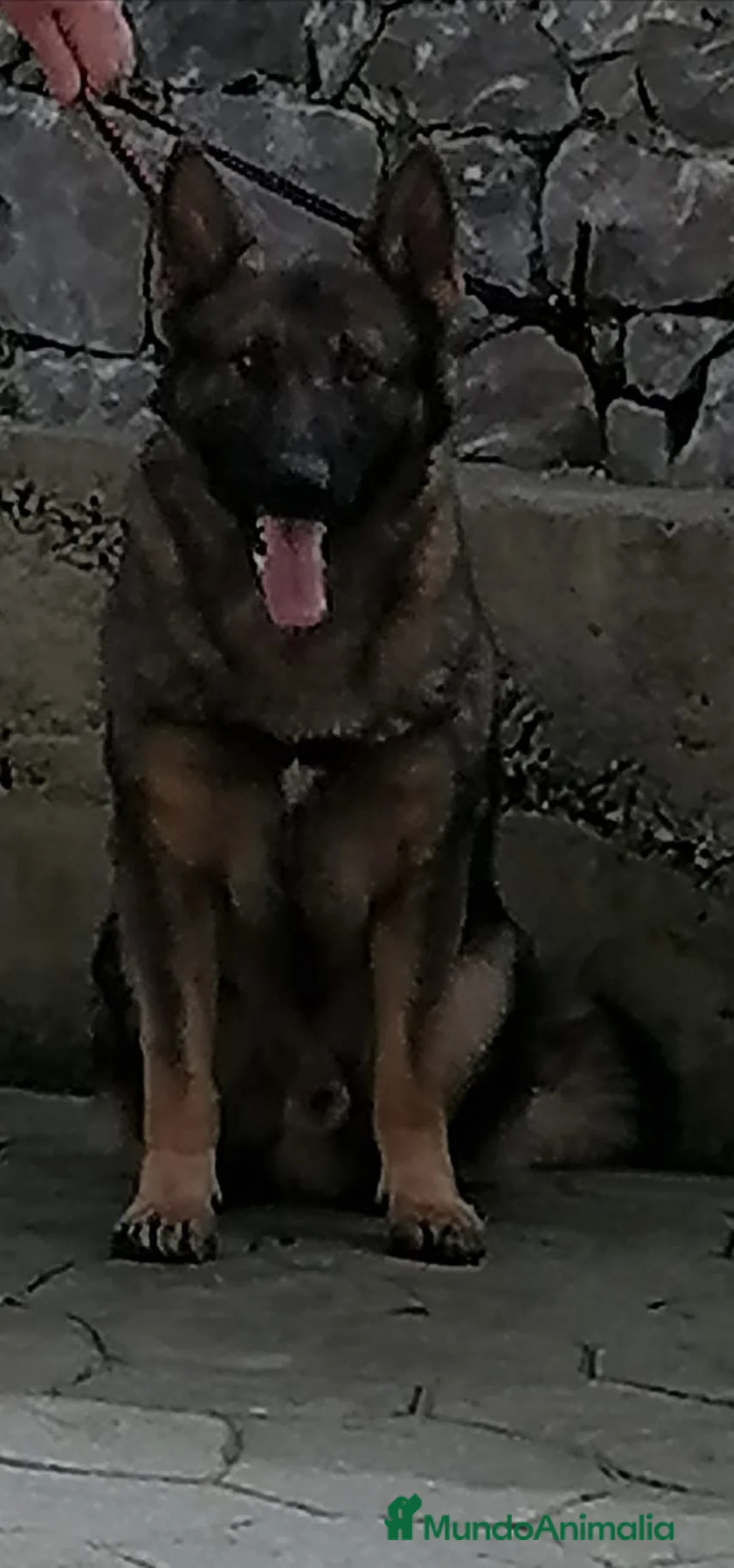 Raza Mixta perros en venta: Cachorros de li neas checas y pastor molinois - Anuncio 4