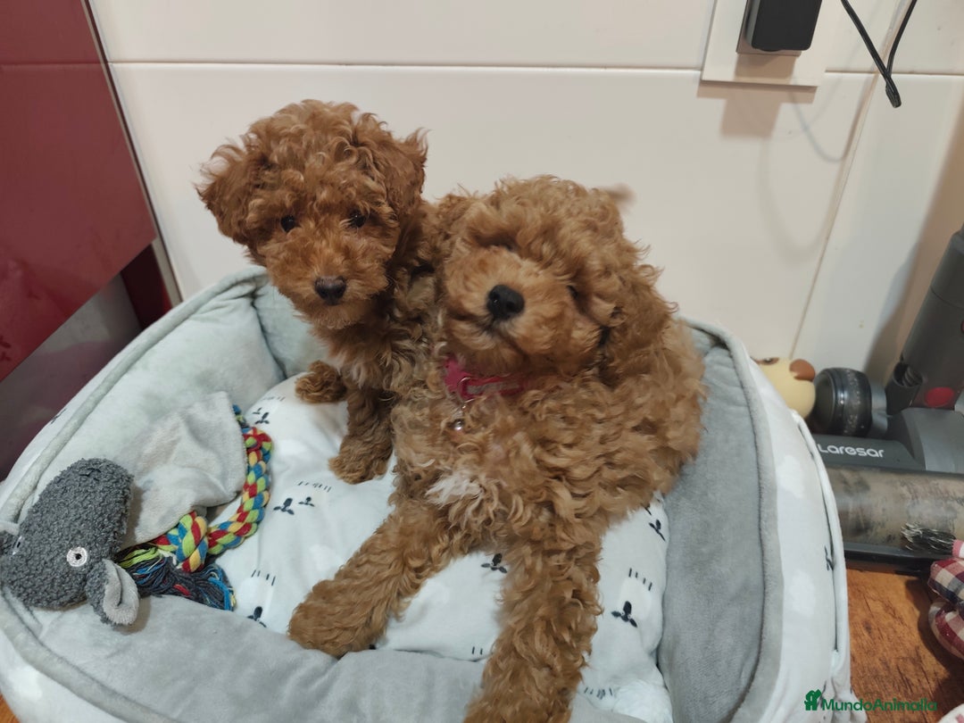 Caniche Toy perros en venta: Cachorritas disponibles toy roja - Imagen 5