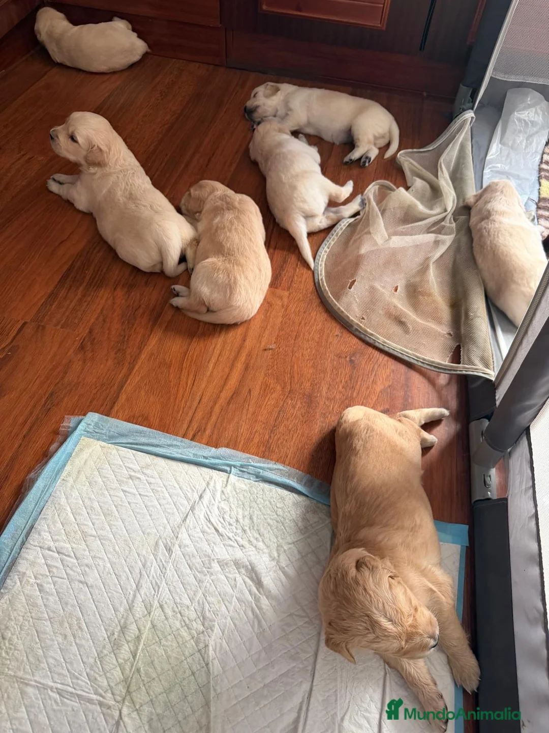 Golden Retriever perros en venta: Espectacular camada de golden retriever 🐶🐾 en Sevilla - Anuncio 4