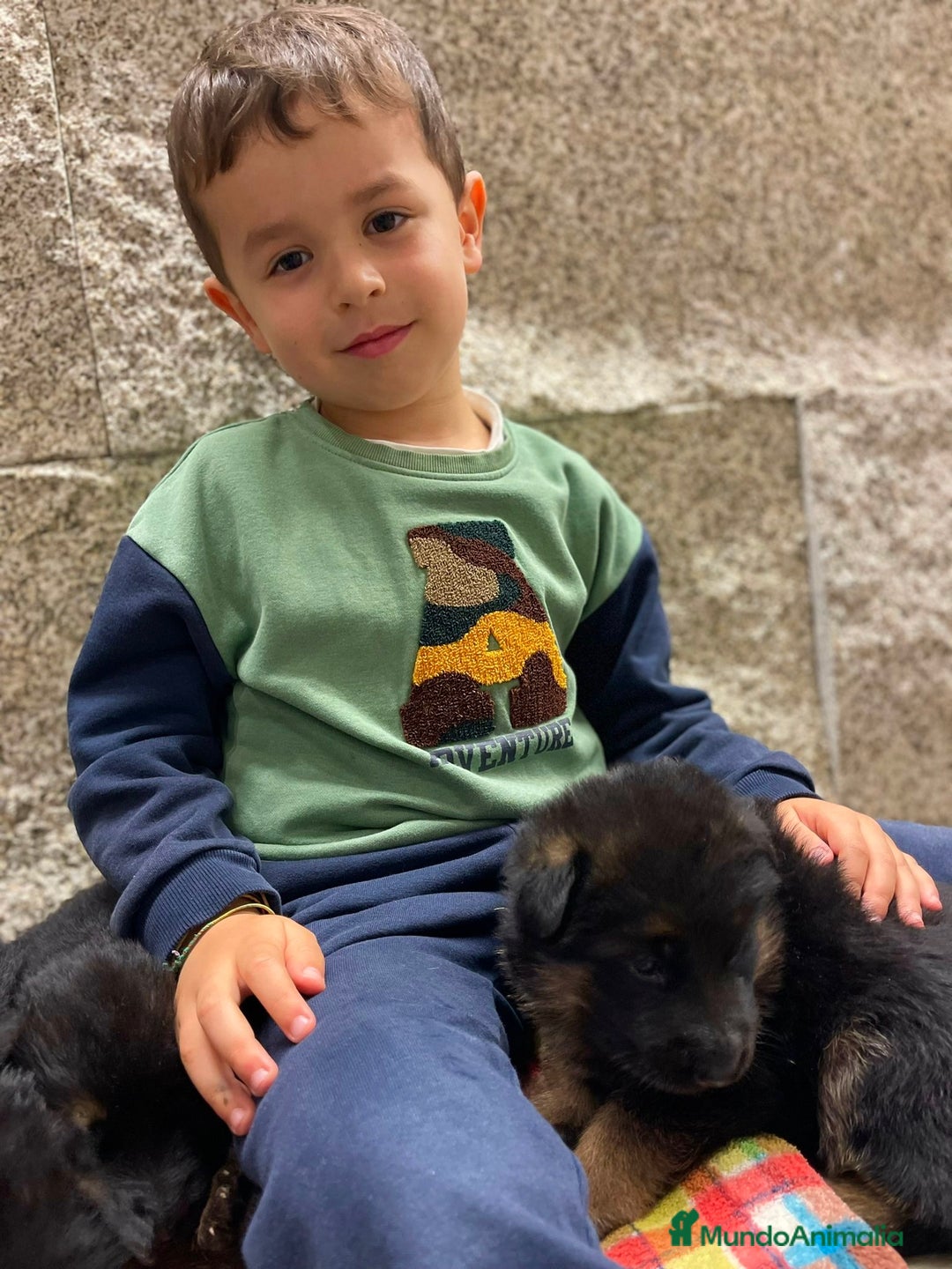 Pastor Alemán perros en venta: Súper cachorro macho pastor alemán  - Anuncio 8