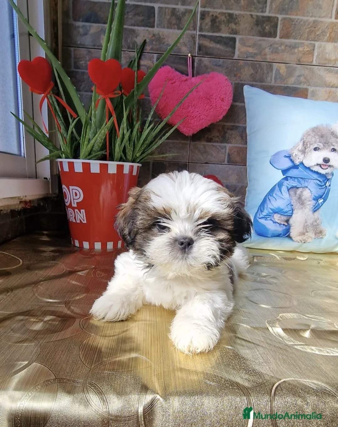 Shih Tzu perros en venta: SHIH TZU EXCLUSIVOS - Anuncio 1