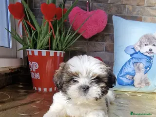 Shih Tzu perros SHIH TZU EXCLUSIVOS - Anuncio 1
