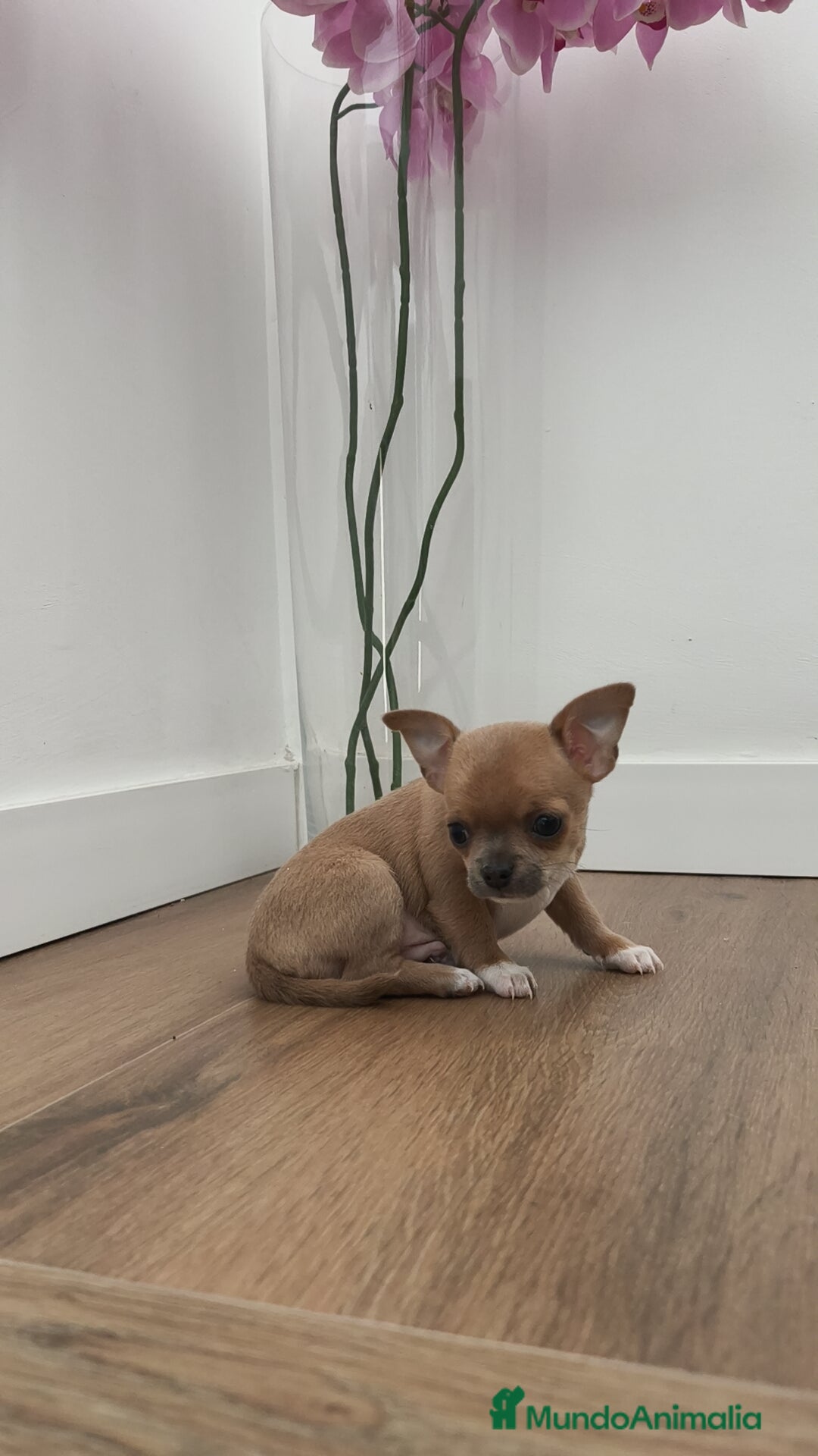 Chihuahua perros Chihuahua Toy ♂️ - Anuncio 2