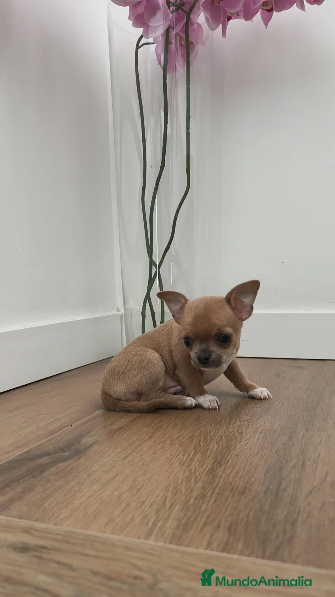 Chihuahua perros en venta: Chihuahua Toy ♂️ - Anuncio 1