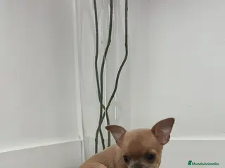 Chihuahua perros Chihuahua Toy ♂️ - Anuncio 2