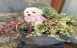 Bichón Maltés perros en venta: Bichon Maltés hembra disponible.  - Imagen 2