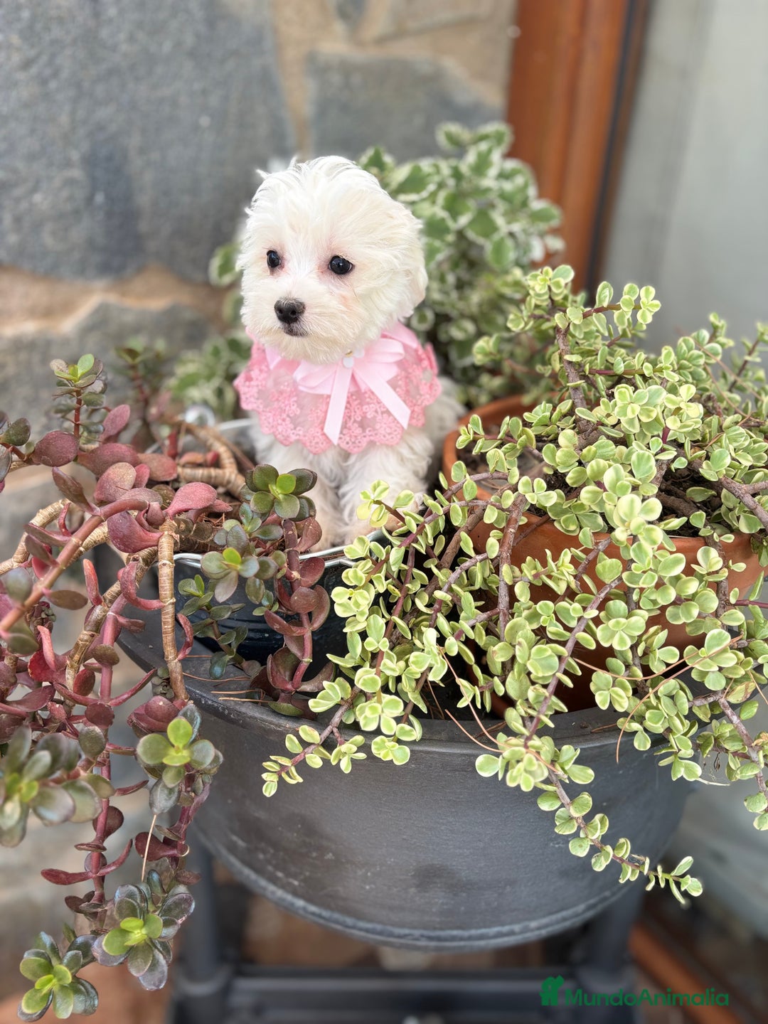 Bichón Maltés perros en venta: Bichon Maltés hembra disponible.  - Imagen 2