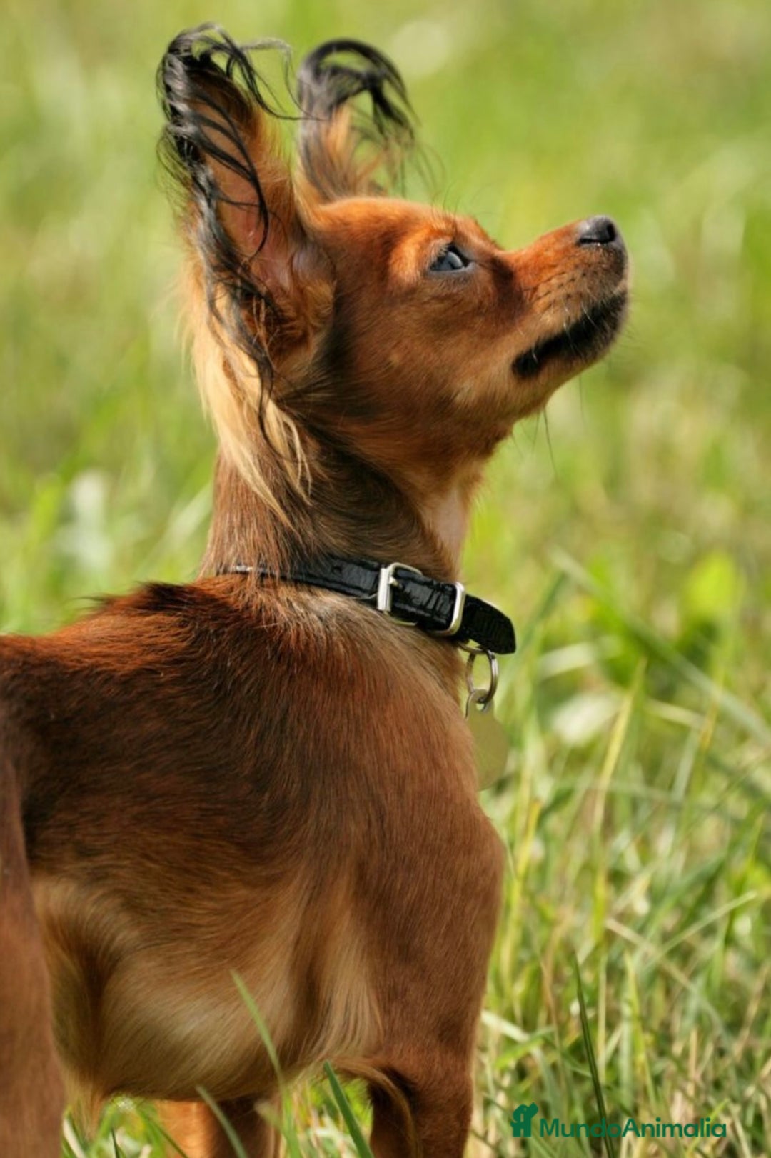 Yorkshire Terrier perros en venta: Cachorros raza tamaño Toy - Imagen 2