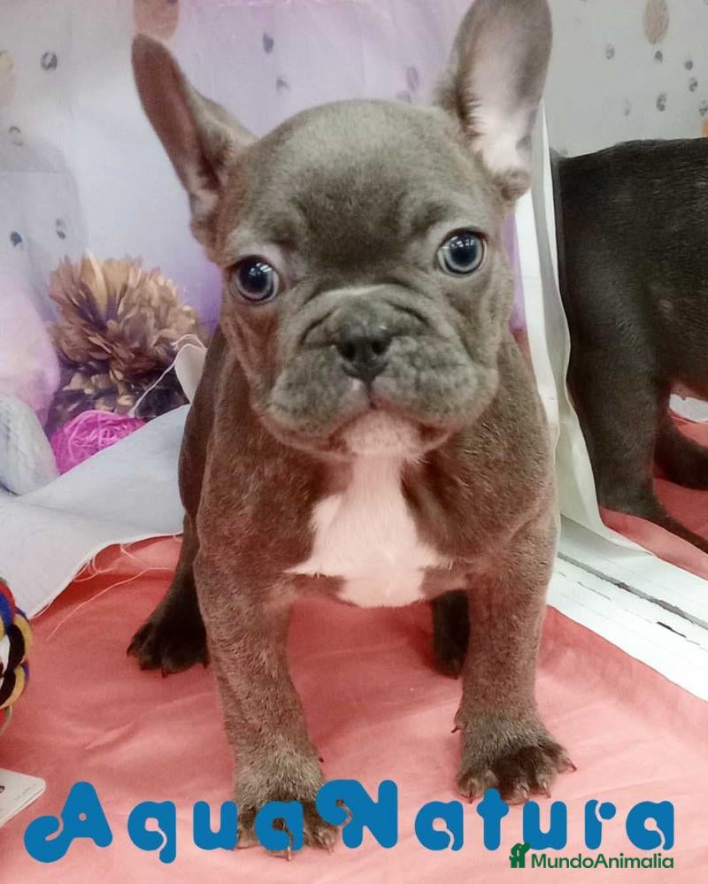 Bulldog Francés perros Bulldog Frances Hembra 7362 - AQUANATURA en Barcelona - Anuncio 22