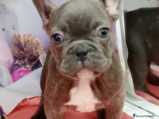 Bulldog Francés perros en Barcelona - Anuncio 1