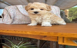 Maltipoo perros en venta: Maltipoo muy guapos !!! - Imagen 3