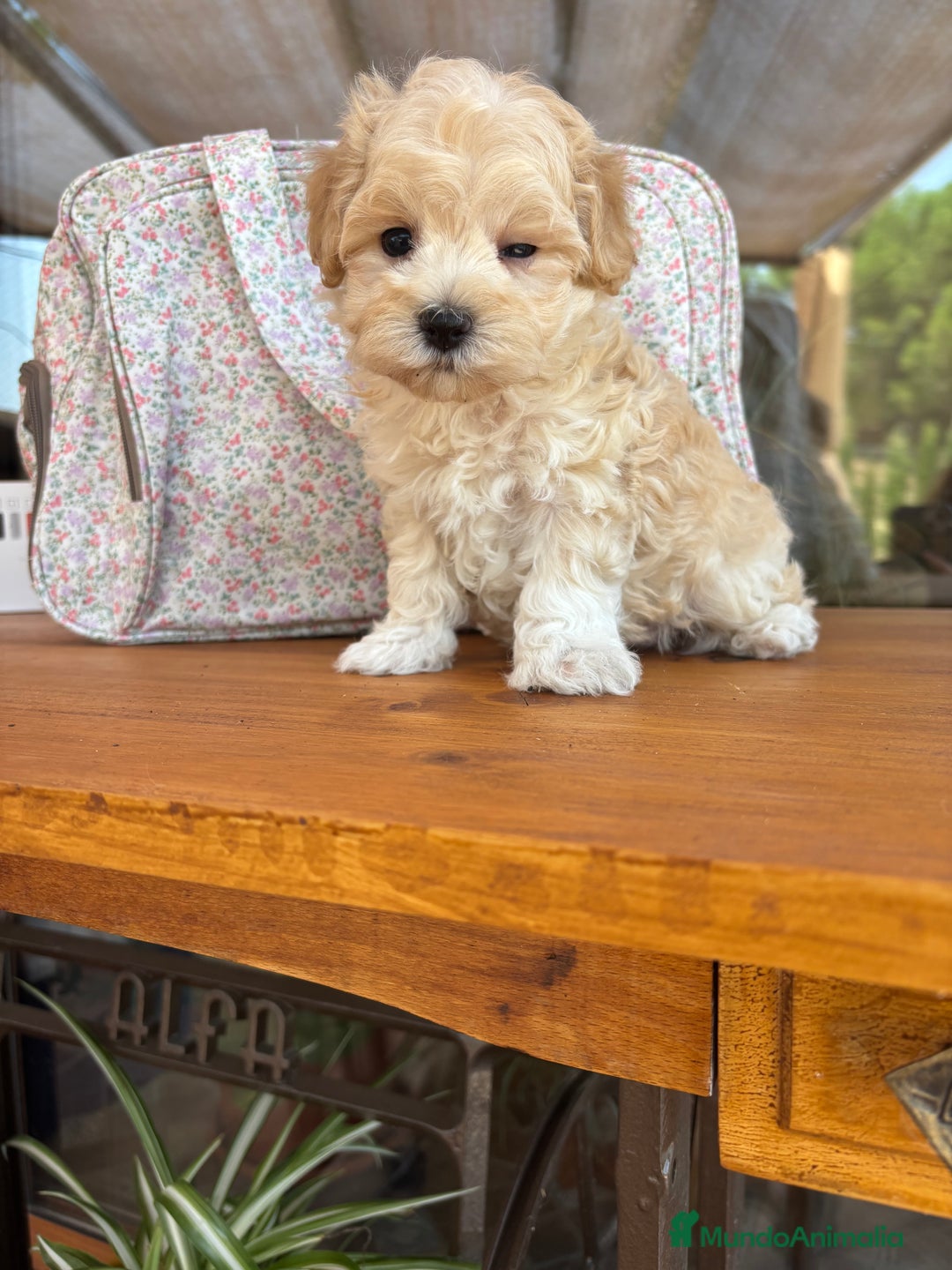 Maltipoo perros en venta: Maltipoo muy guapos !!! - Imagen 3