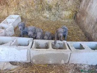 Weimaraner perros Bracos de Weimar Alta Calidad . Increíbles - Anuncio 1