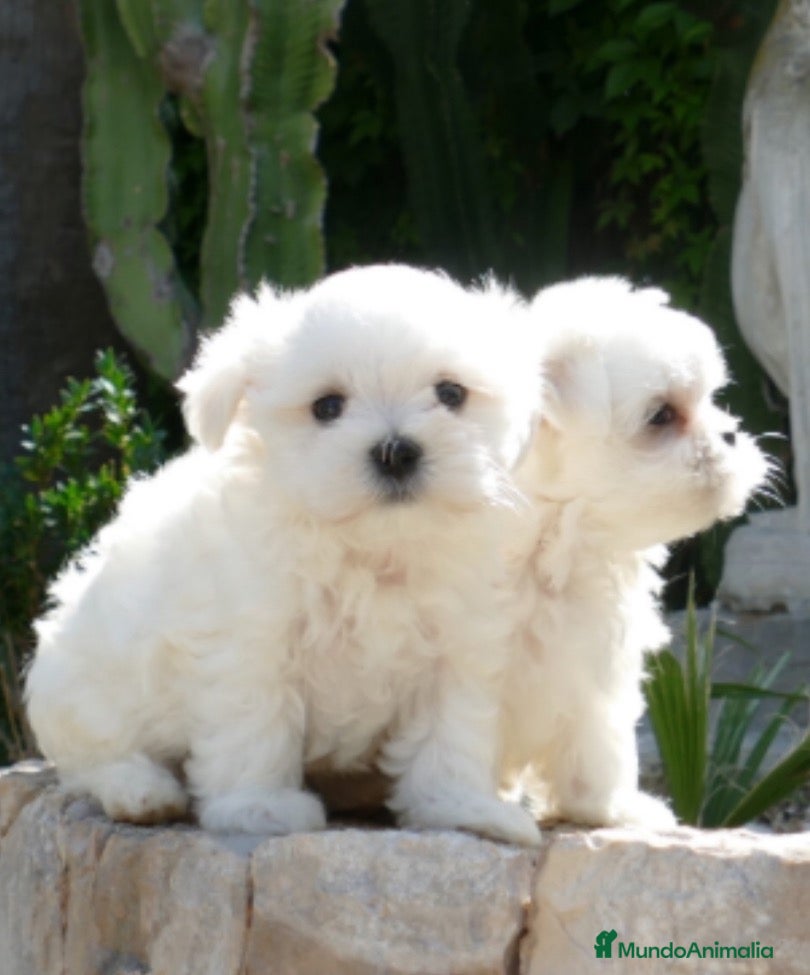 Bichón Maltés perros Cachorra de Bichón Maltés  - Anuncio 2