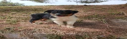 Pastor Australiano perros en venta: PASTOR AUSTRALIANO  - Anuncio 8
