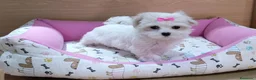 Bichón Maltés perros en venta: Cachorros de Bichón Maltés en Barcelona - Anuncio 2