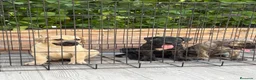 Presa Canario perros en venta: Cachorros de presa canario  - Anuncio 8