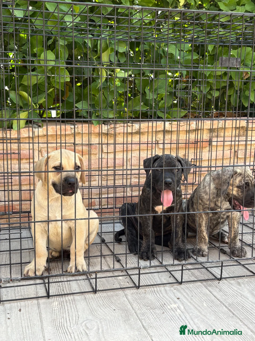 Presa Canario perros en venta: Cachorros de presa canario  - Anuncio 8