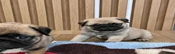 Carlino - Pug perros en venta: Cachorros de carlino - Anuncio 2
