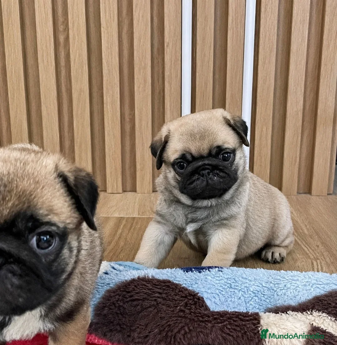Carlino - Pug perros en venta: Cachorros de carlino - Anuncio 2
