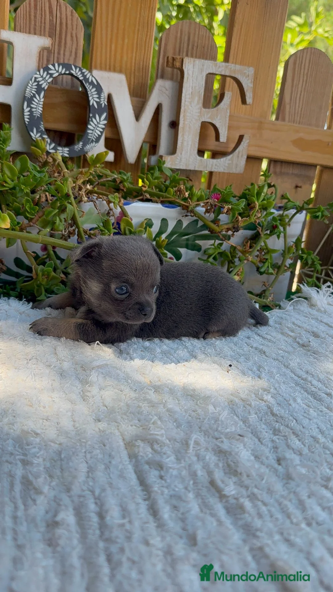 Chihuahua perros en venta: Chihuahua Toy MAchos Blues Cabeza Manzana  - Anuncio 2