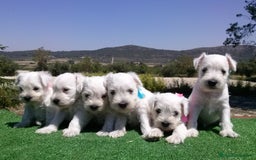 Schnauzer Miniatura perros en venta: Espectacular schnauzer mini blanca - Imagen 5