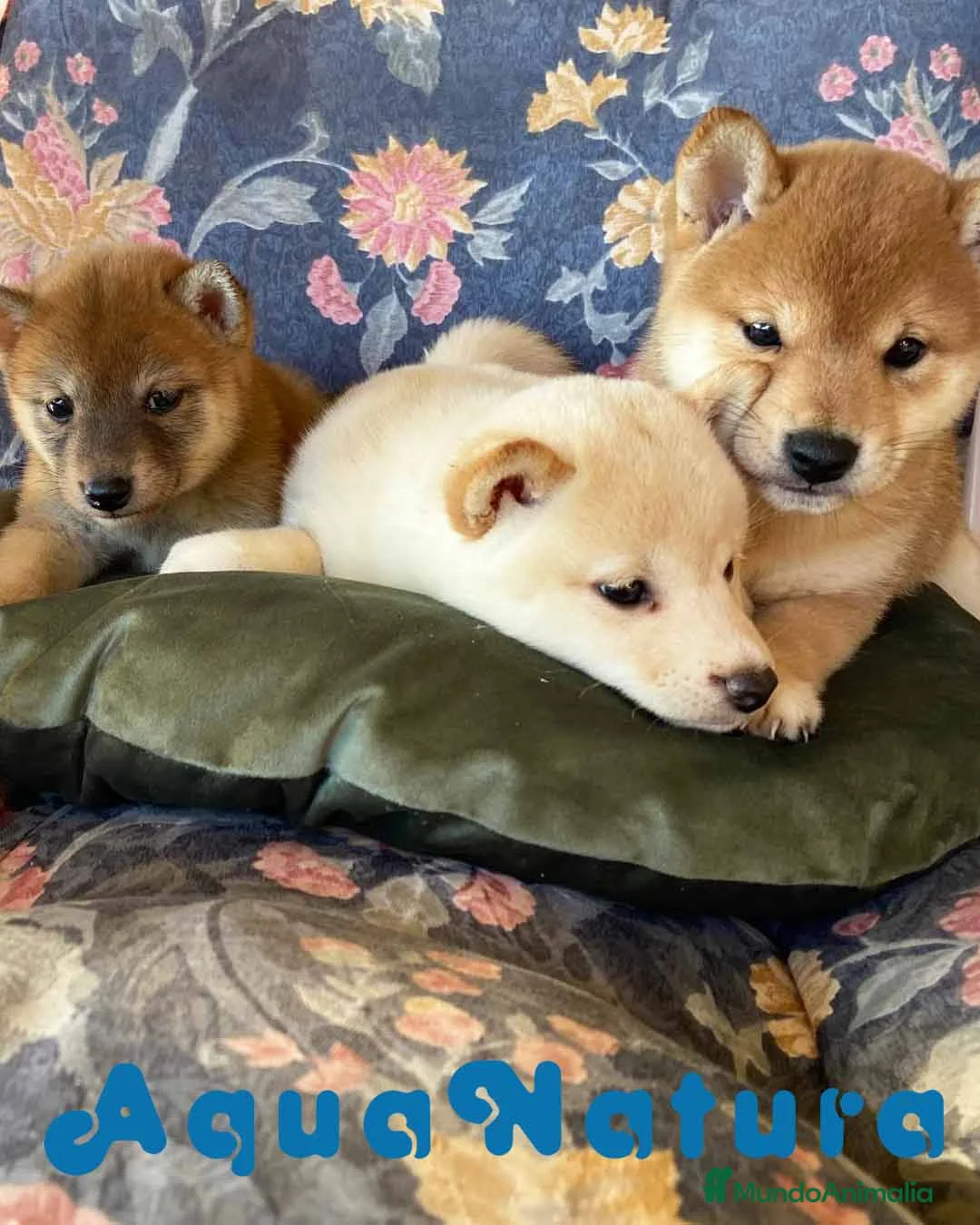 Shiba Inu perros en venta: Camada Shiba Inu de Melani - AQUANATURA en Barcelona - Anuncio 5