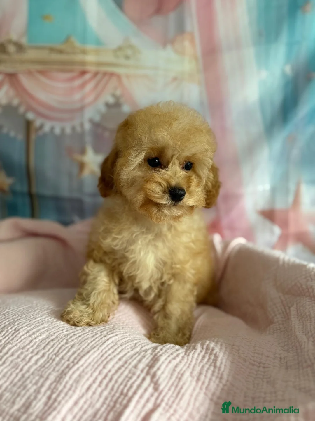 Caniche Toy perros en venta: Caniche toy lista para  entregar muy chiquitina!! - Anuncio 8