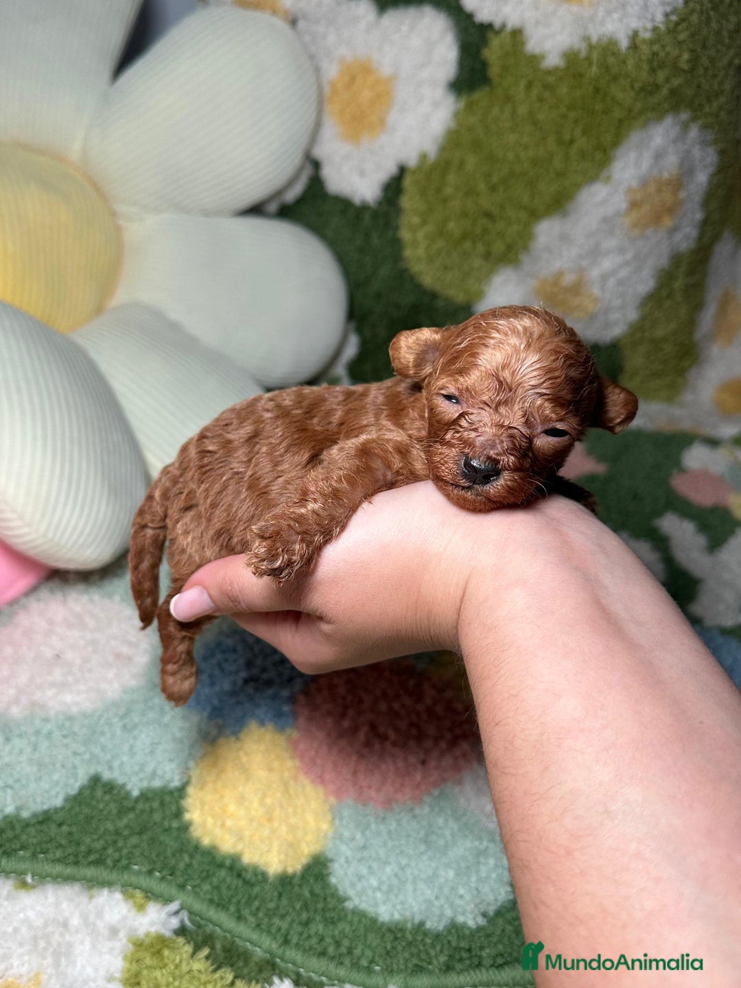 Caniche Toy perros en venta: Caniche Teacup Macho en Madrid - Imagen 2