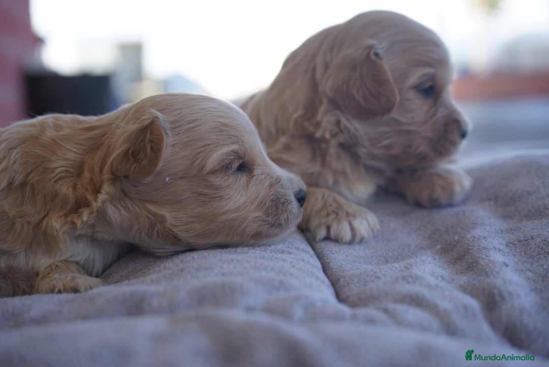 Maltipoo perros en venta: 🐾 Kepi y Harry – Maltipoo en sus primeros días ☁️ - Imagen 6