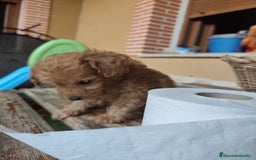 Caniche Toy perros en venta: Cachorro camada caniche rojo toy - Imagen 6