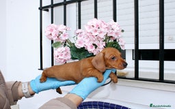 Teckel Miniatura perros en venta: Teckel de todos lo colore(candiamanteunico2)tiktok - Imagen 6
