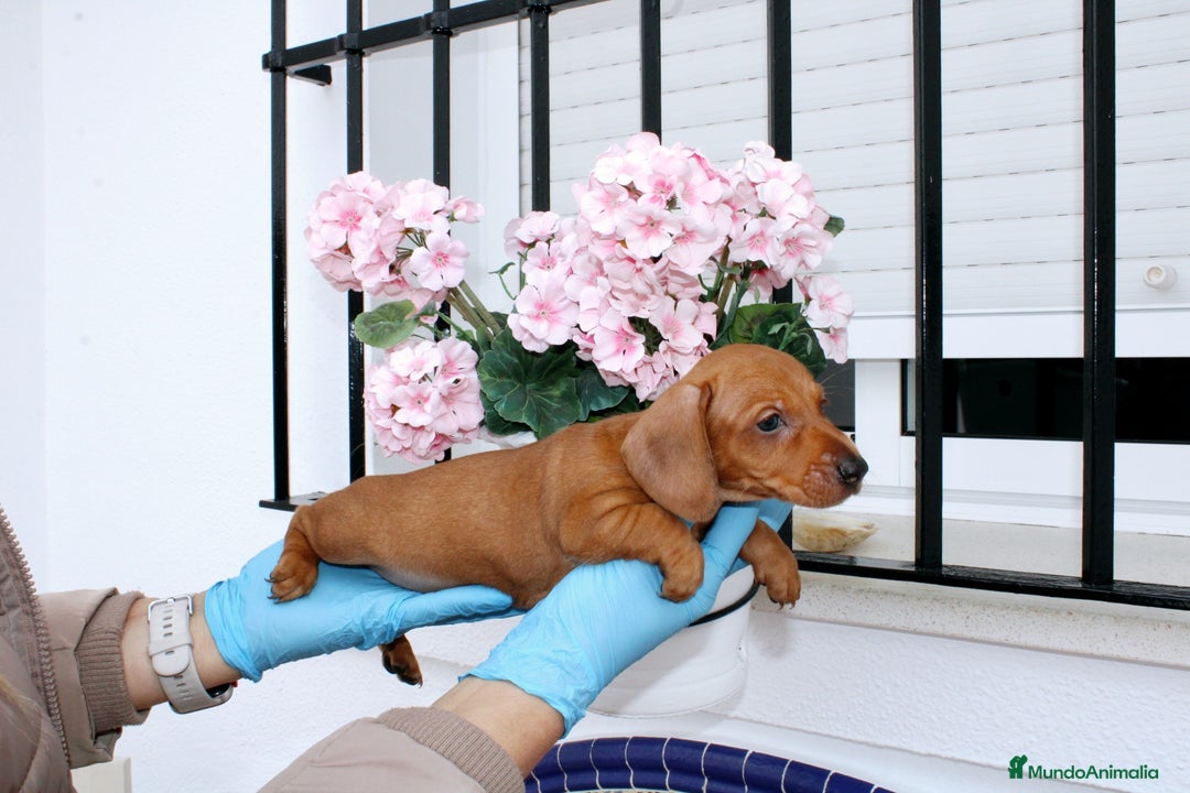 Teckel Miniatura perros en venta: Teckel de todos lo colore(candiamanteunico2)tiktok - Imagen 6