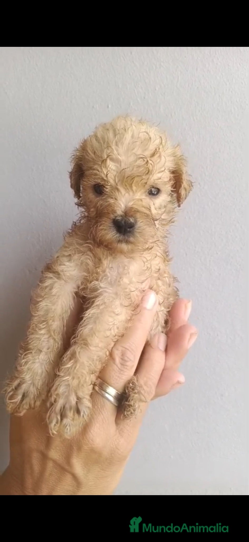 Caniche Toy perros Caniche apricot disponible 🐶🐾🔥 - Anuncio 1