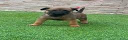Pastor Belga Malinois perros en venta: Cachorros pastor belga Malinois  - Anuncio 3