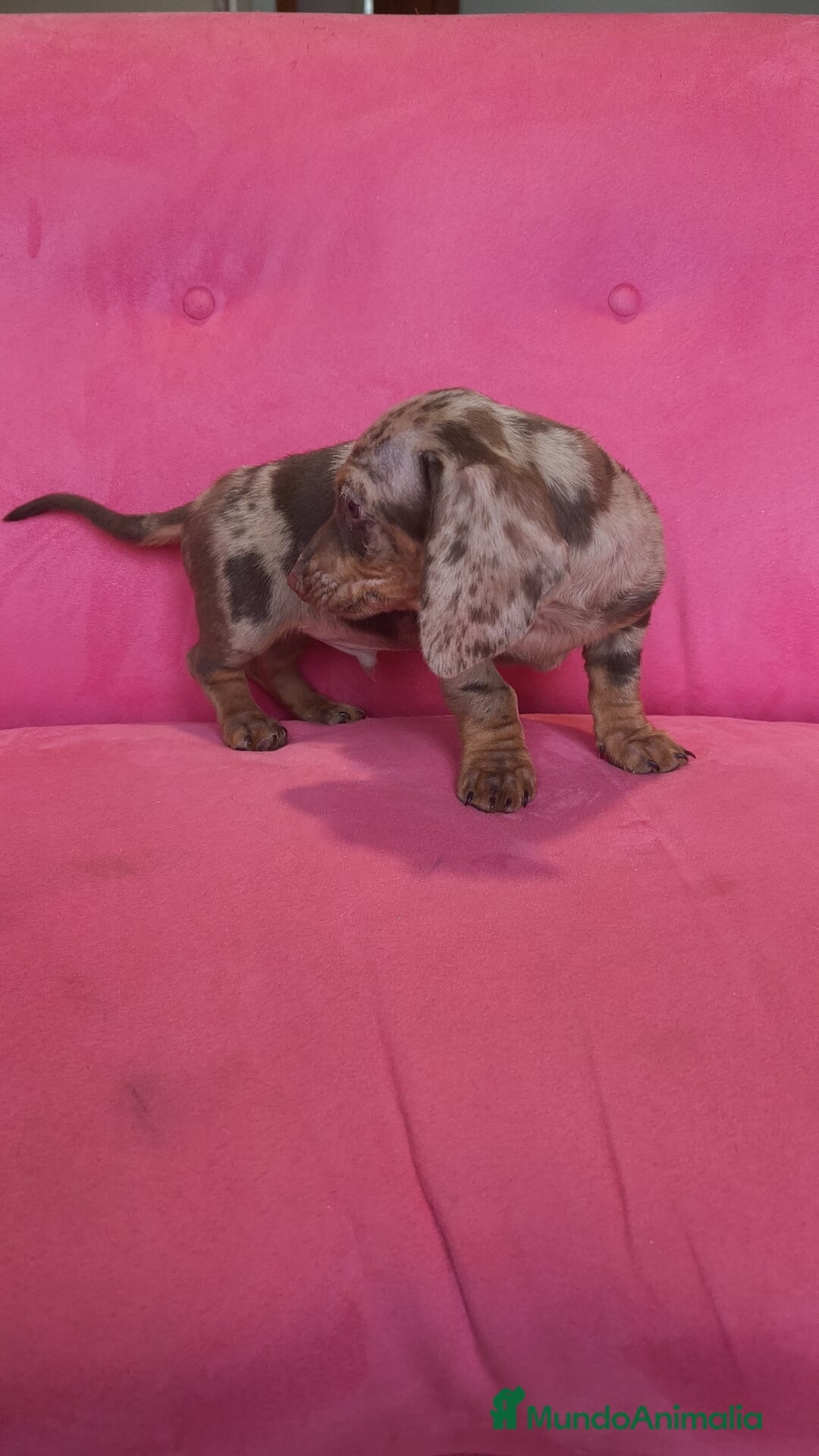 Teckel Miniatura perros en venta: Teckel mini arlequín macho - Anuncio 6