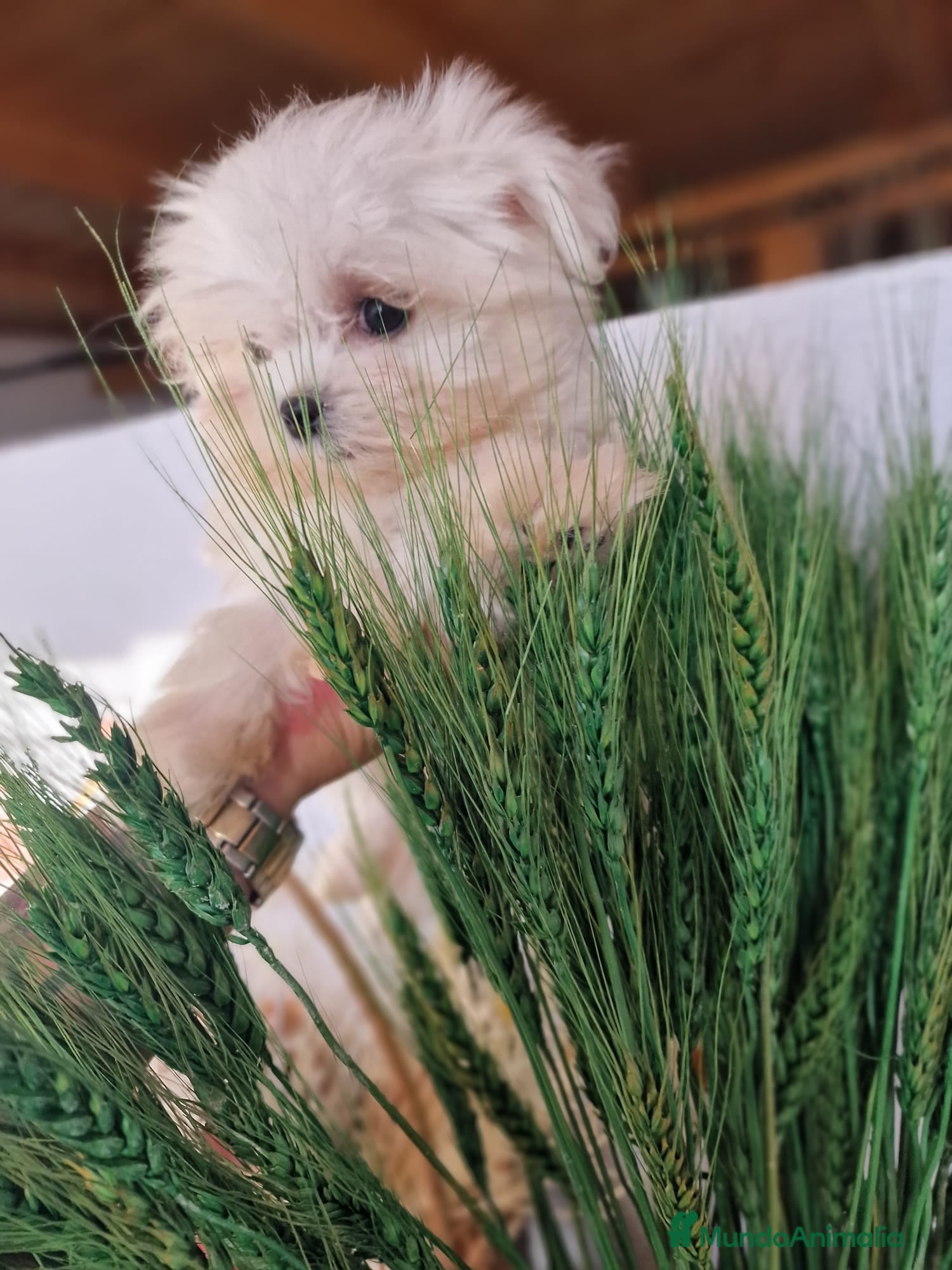 Bichón Maltés perros EJEMPLARES DE BICHÓN MALTÉS KOREANO  - Anuncio 1