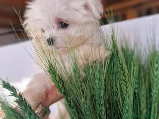 Bichón Maltés perros EJEMPLARES DE BICHÓN MALTÉS KOREANO - Anuncio 1