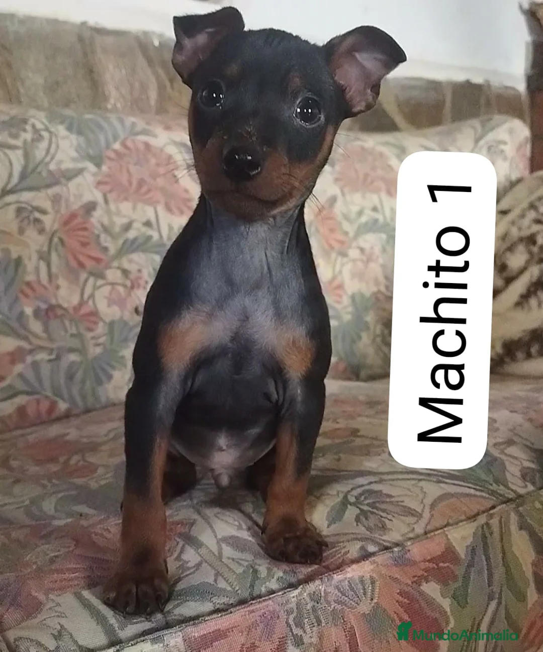 Imagen de galería {{count}}