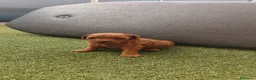 Caniche Toy perros en venta: Macho diaponible rojo en Madrid - Anuncio 5