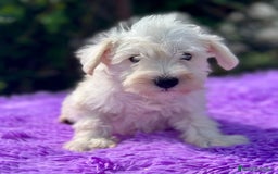 Schnauzer Miniatura perros en venta: Schnauzer miniatura  - Imagen 2