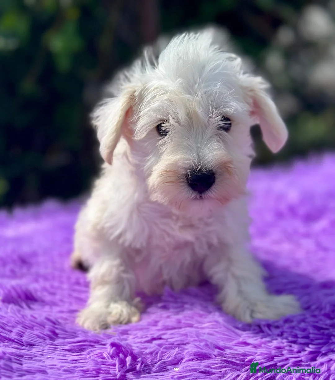 Schnauzer Miniatura perros en venta: Schnauzer miniatura  - Anuncio 2