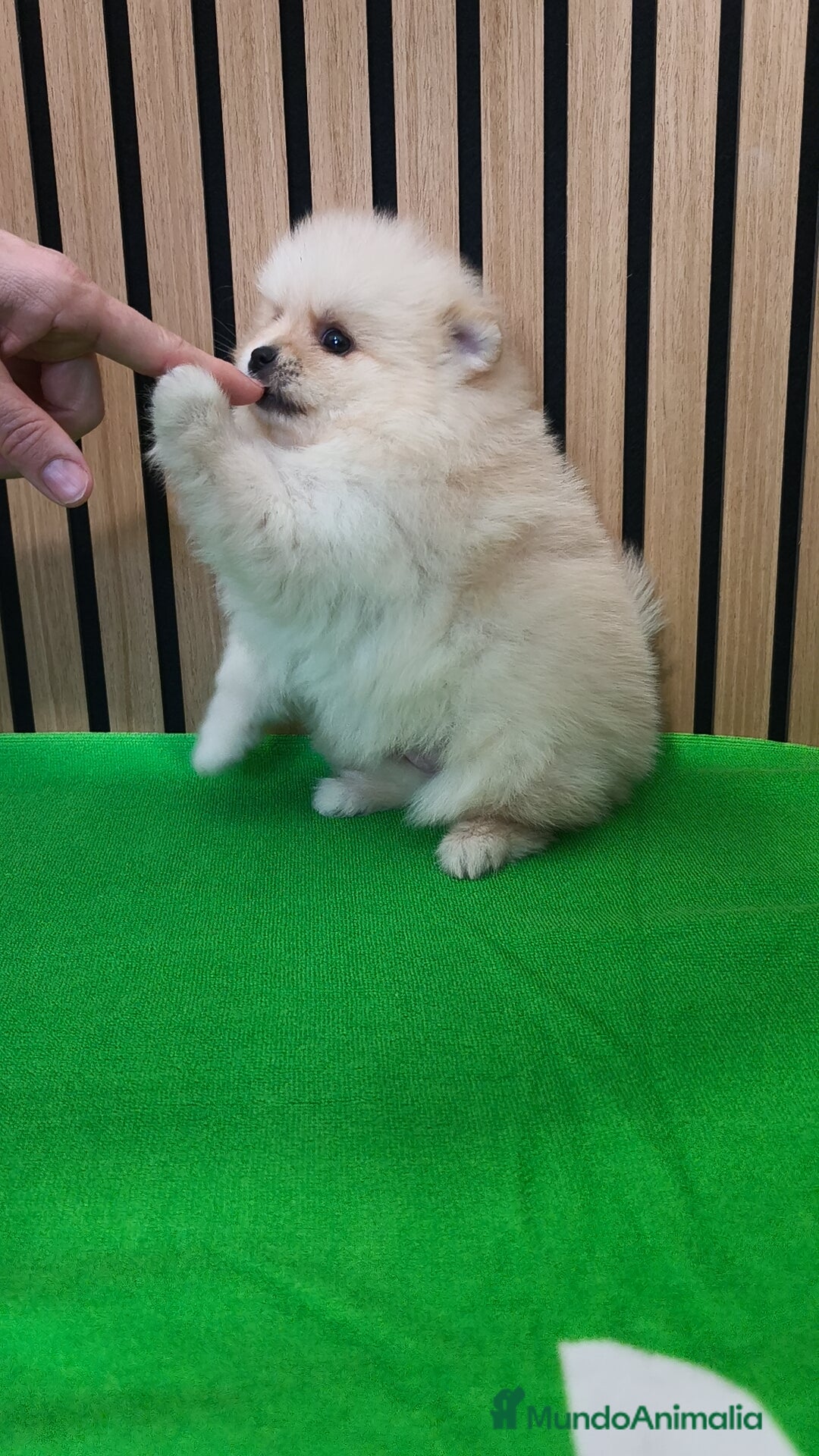 Pomerania perros en venta: Pomerania TOY Crema hembra ♀️♀️ - Anuncio 3