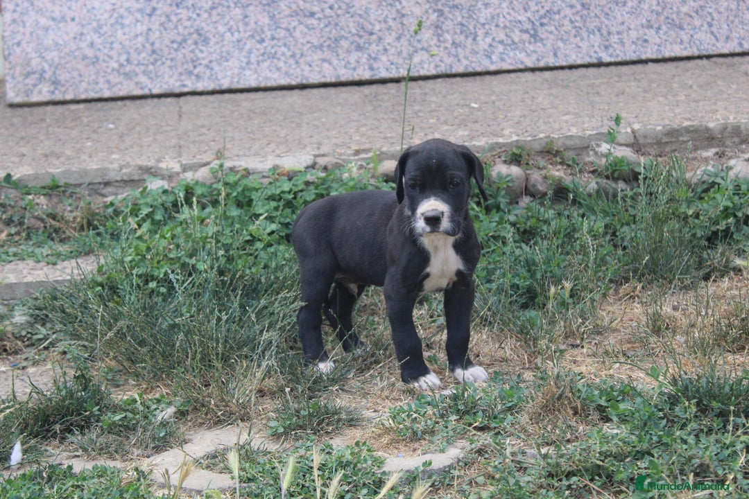 Dogo Alemán perros en venta: Dogo aleman / gran danés  - Imagen 6