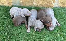 Teckel Miniatura perros en venta: Teckel kaninchen mini toys  - Imagen 3