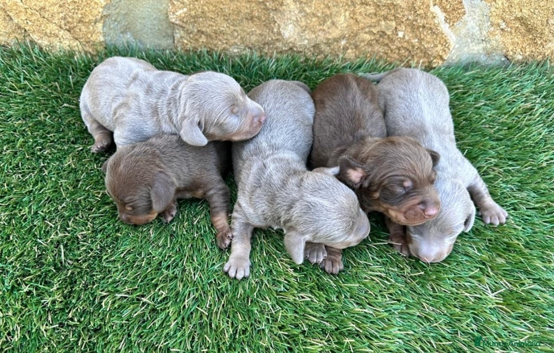 Teckel Miniatura perros en venta: Teckel kaninchen mini toys  - Imagen 3
