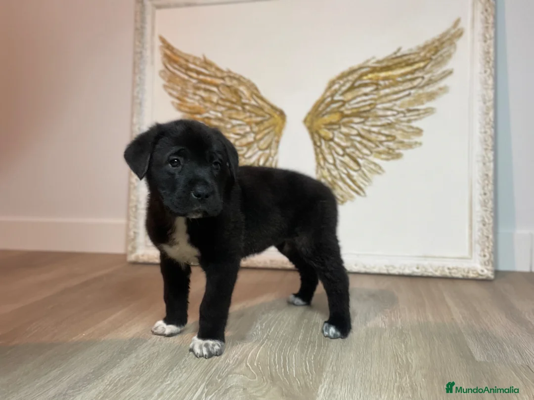 Raza Mixta perros en venta: Cachorras Bandog en venta – 50€ – Sax (Alicante) en Alicante - Anuncio 2