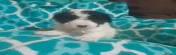 Perro de Agua Español perros en venta: PERRO DE AGUA ESPAÑOL - Anuncio 7