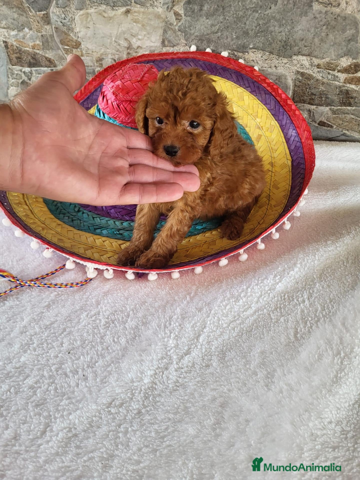 Caniche Toy perros Caniches - Anuncio 1